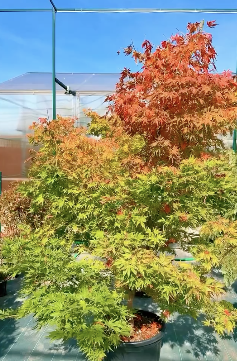 Клен японський — Рослина сезону Emerald Garden